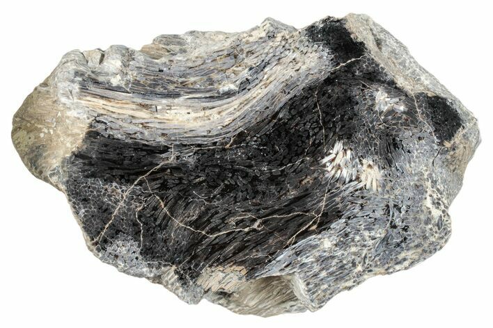 Polished Petrified Palmwood (Palmoxylon) Section - Texas #253116